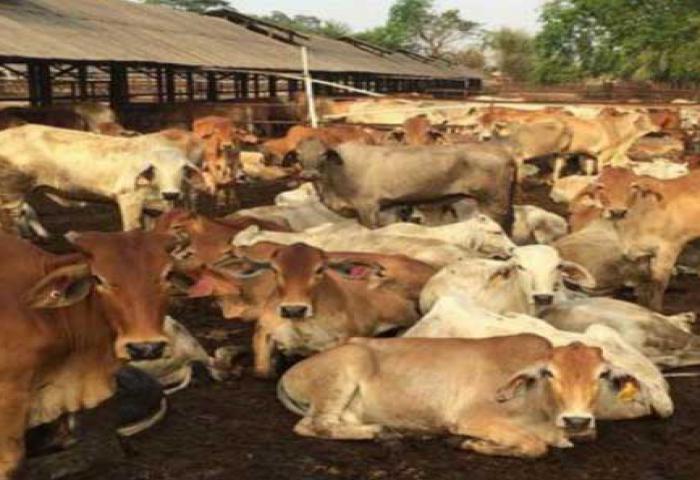 Kupang Optimistis Populasi Sapi Tembus 1 Juta